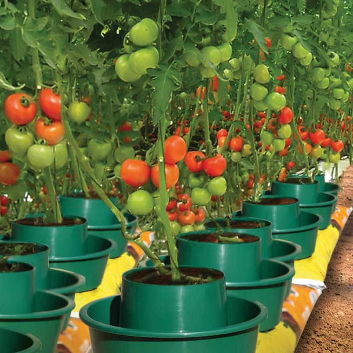 Growpot Tomato Growing Pot x 3