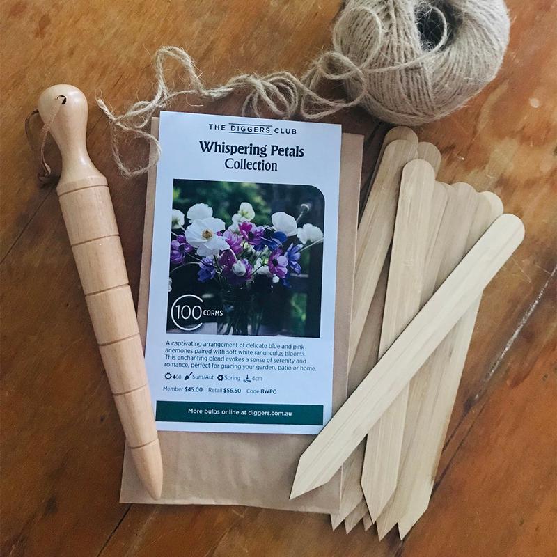 Cut Flower Bundle - Whispering Petals (100 Corms)